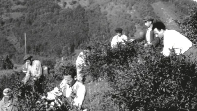 Çayin Kisa Tarihçesi Ve Rize Sosyolojisine Etkisi