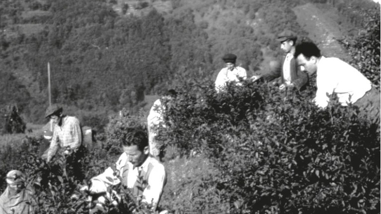 Çayin Kisa Tarihçesi Ve Rize Sosyolojisine Etkisi