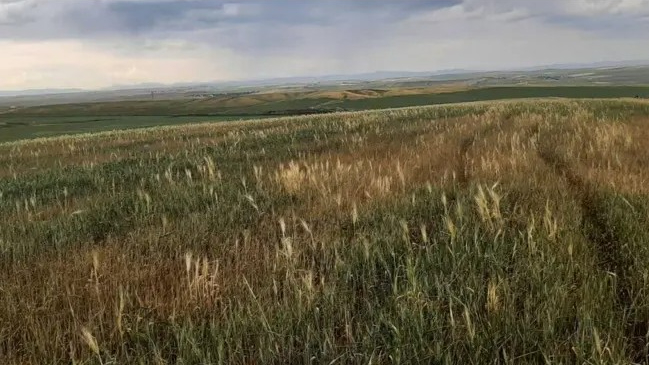 Tarıma Vurulan Darbeler