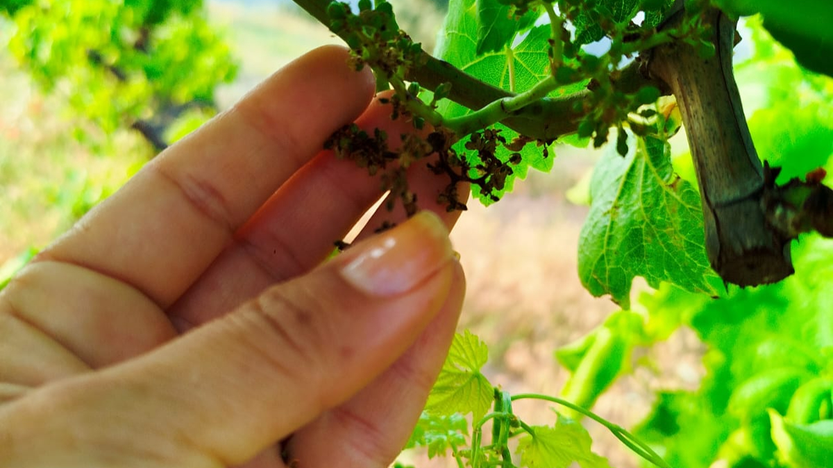 Tarımın Yaramaz Çocuğu Pestisitler