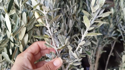 Zeytin Dalından Akan Barış Mı Yoksa Savaş Mı?