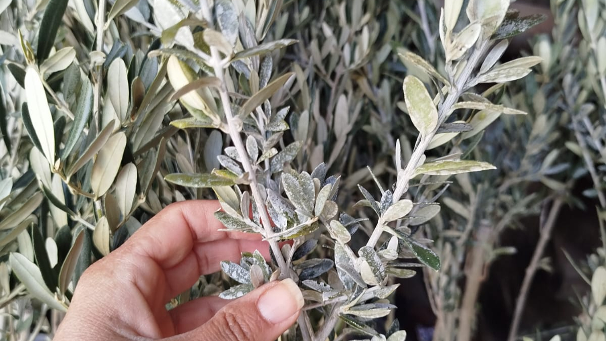 Zeytin Dalından Akan Barış Mı Yoksa Savaş Mı?